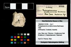 Foto (Objekt + Etikett) von Protosphaeroma ernstbrunnense (Bachmayer, 1949)  (NHMW-GEO-1990-0041-10169)